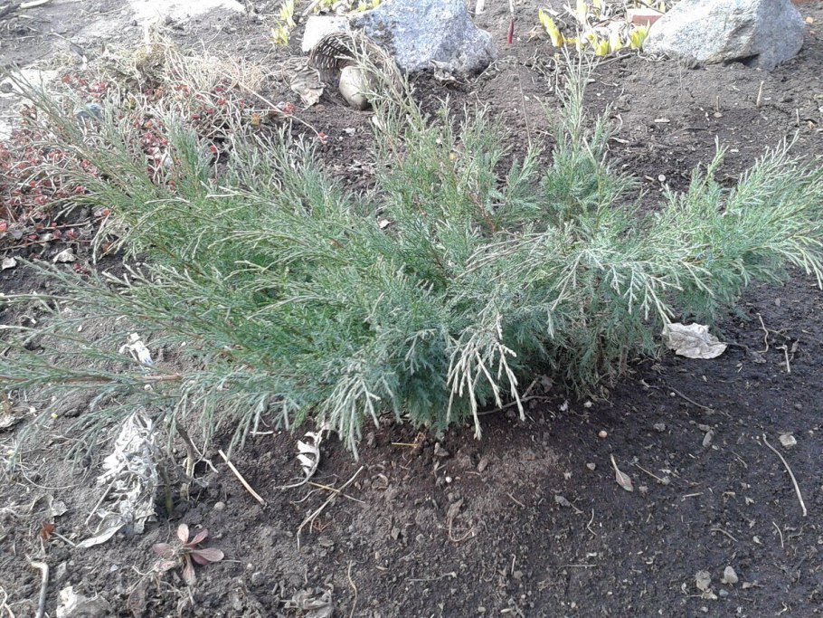 Санитарная обрезка туи Смарагд