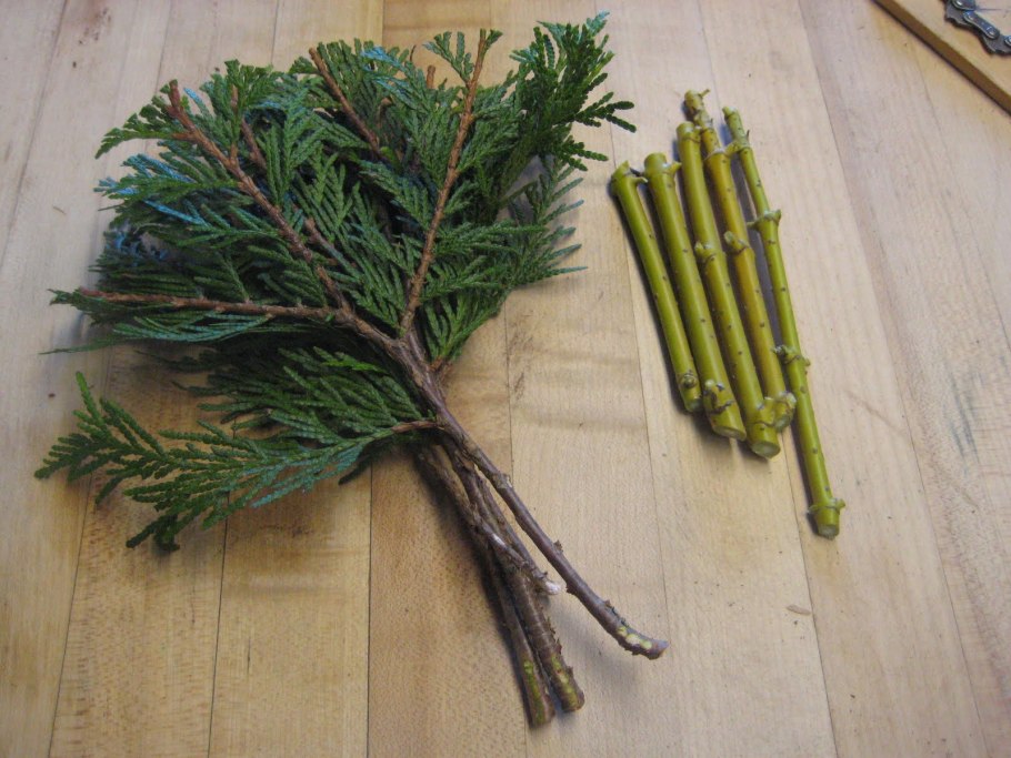 Сеянцы туи Смарагд