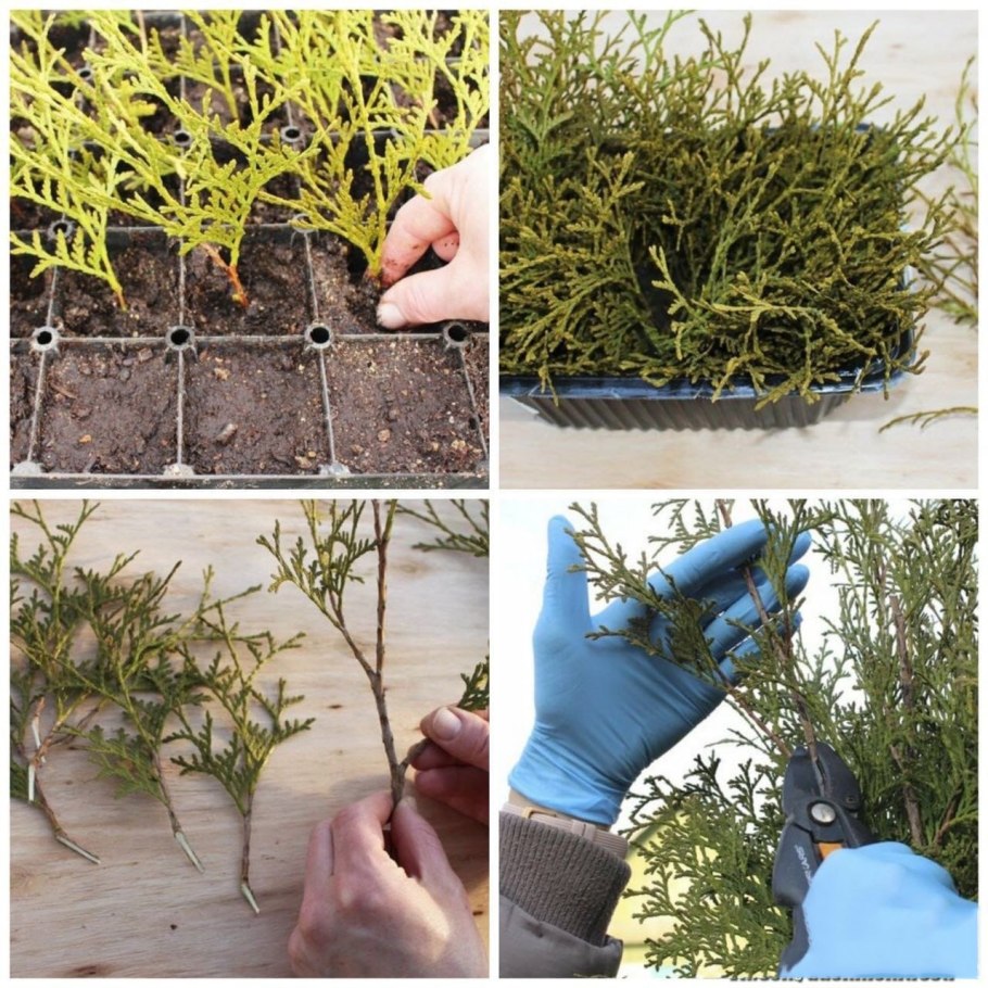 Размножение туи черенками