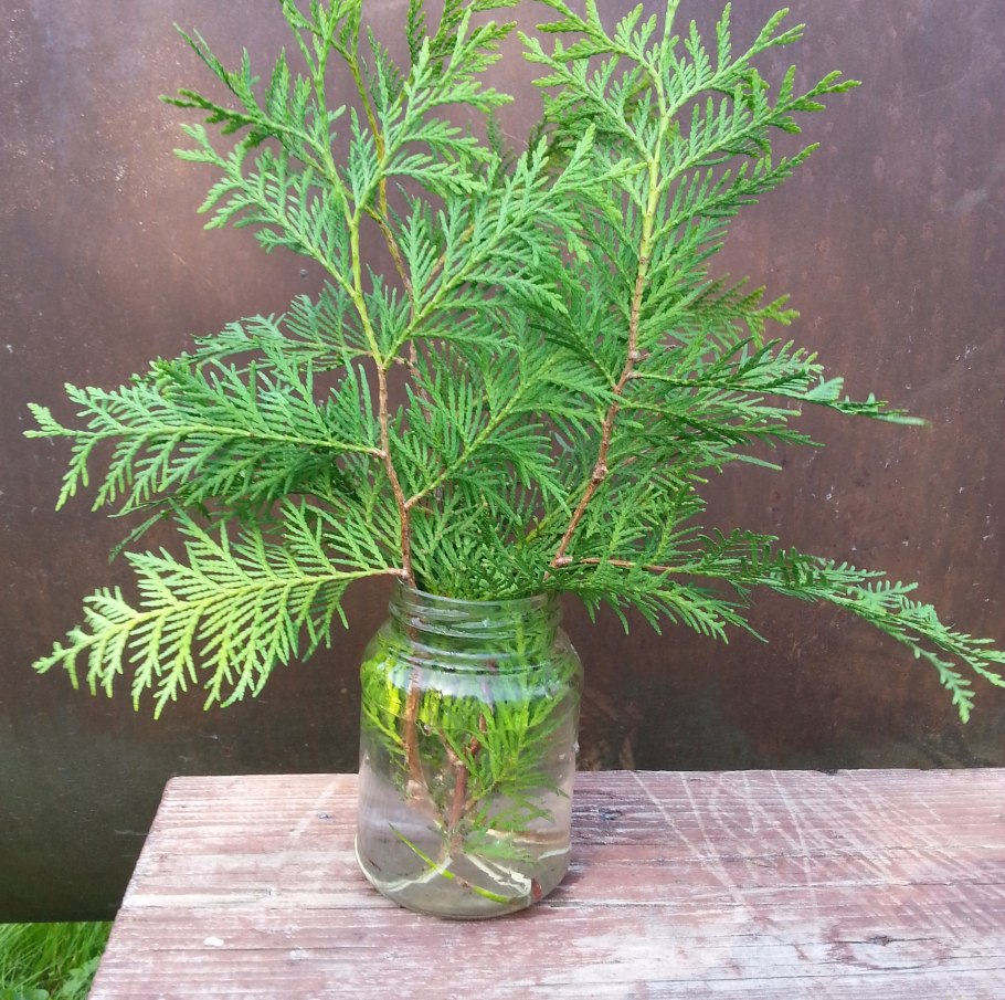 Черенкование можжевельника туи