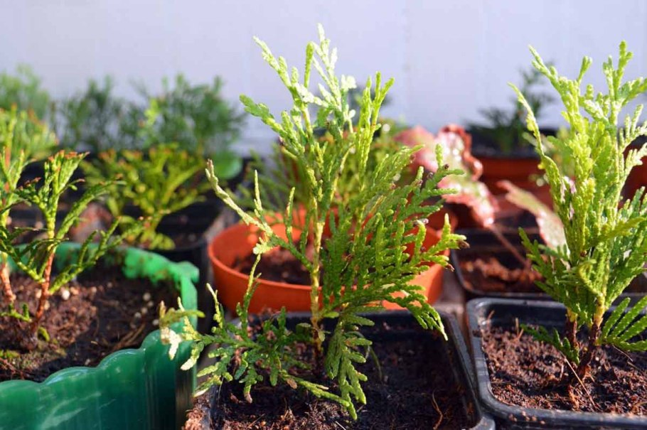 Можжевельник ползучий размножение