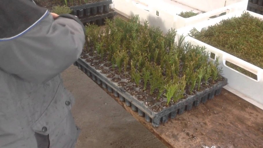 Туя Западная сеянец