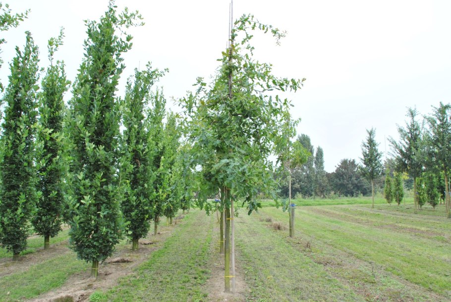 Дуб пушистый Quercus pubescens