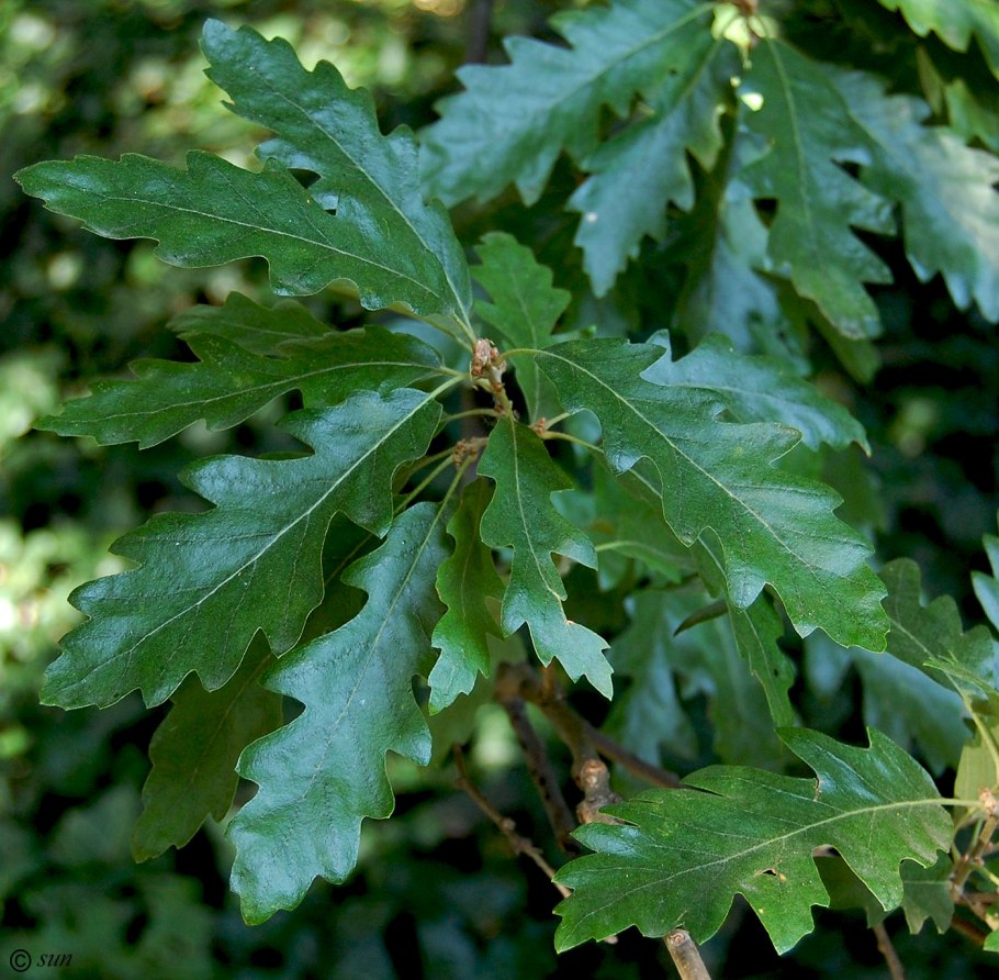 Дуб черешчатый, летний, обыкновенный (Quercus Robur l.)