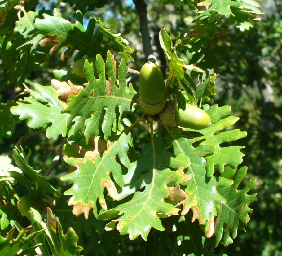 Дуб черешчатый (Quercus Robur)