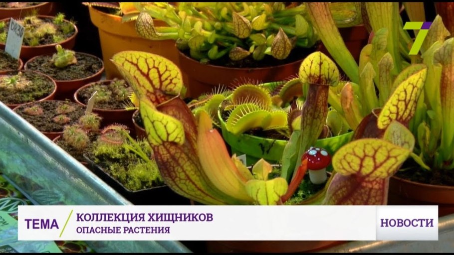 Витрина телега