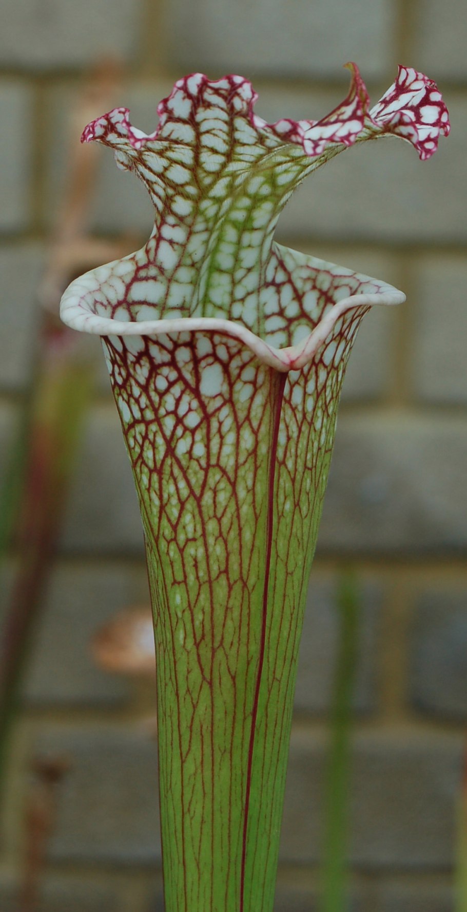 Саррацения (Sarracenia)