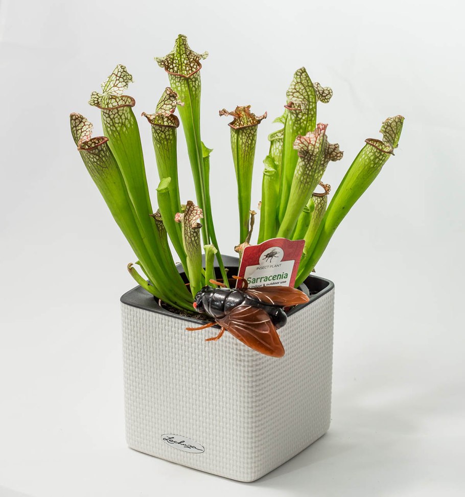 Саррацения ЭВА