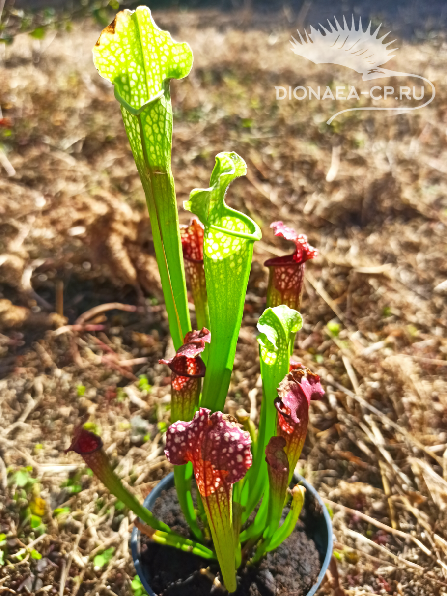 Саррацения растение хищник
