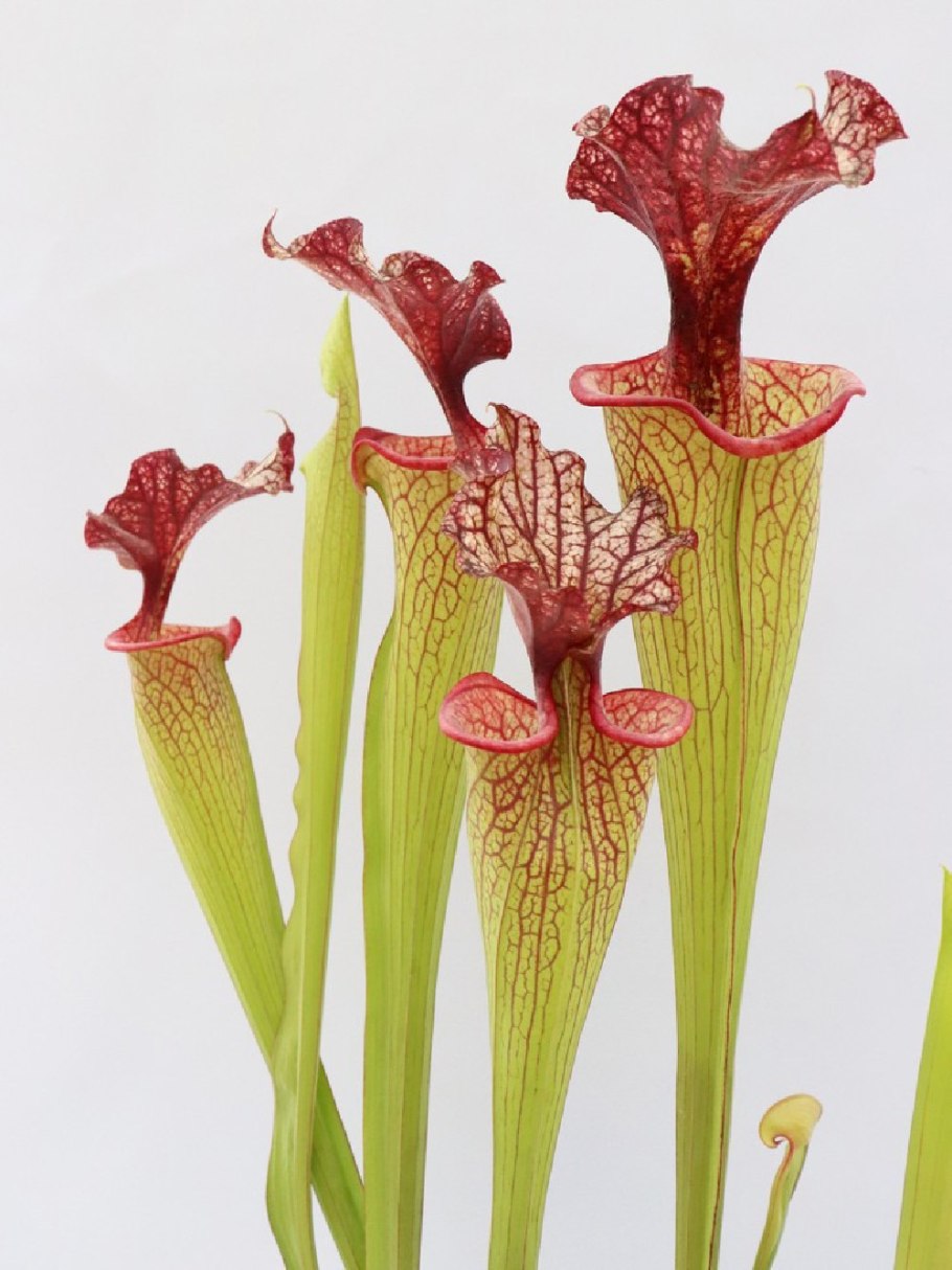 Саррацения марун