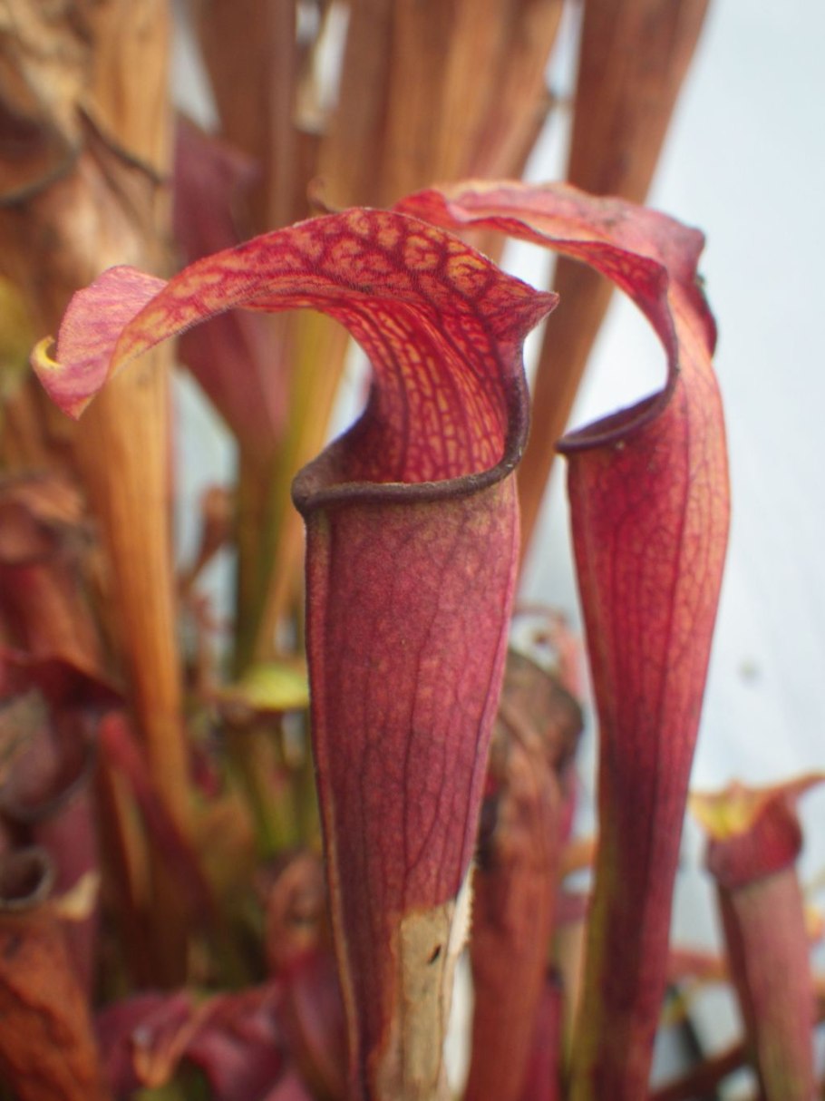 Саррацения пситтацина