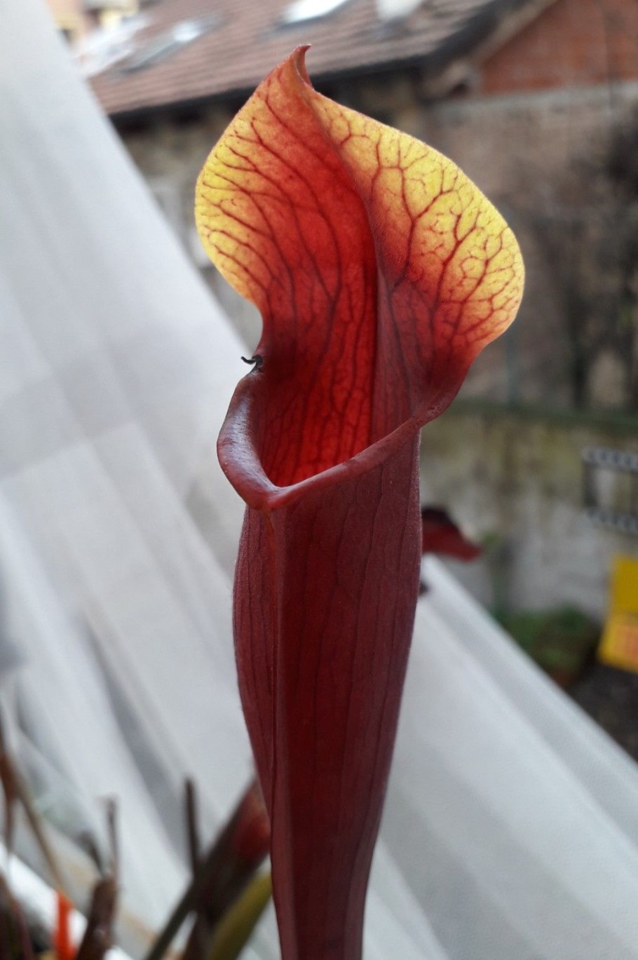 Саррацения Фарнхами