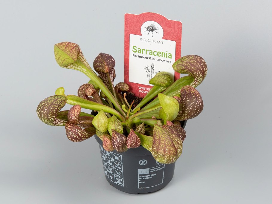Sarracenia jonesii