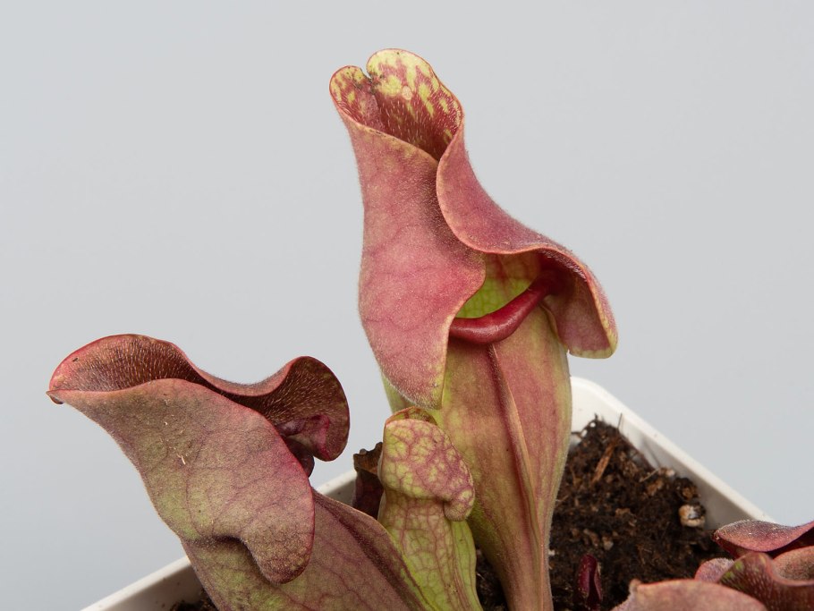 Саррацения Лейкофула