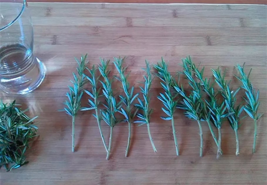 Плакучая Ива черенок