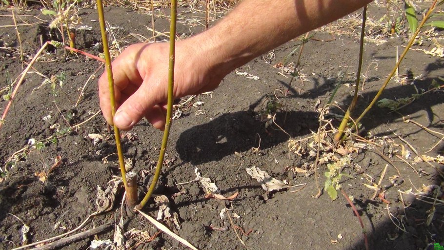 Черенкование розмарина