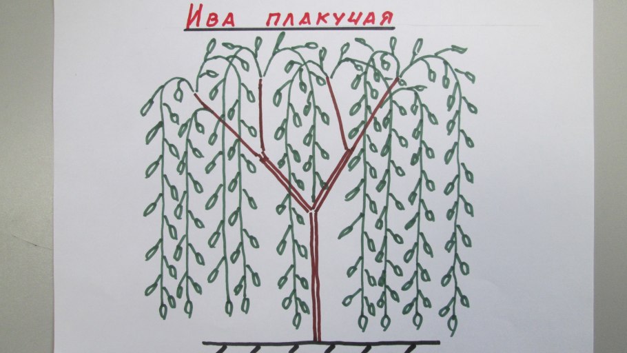 Ива пурпурная формирование кроны