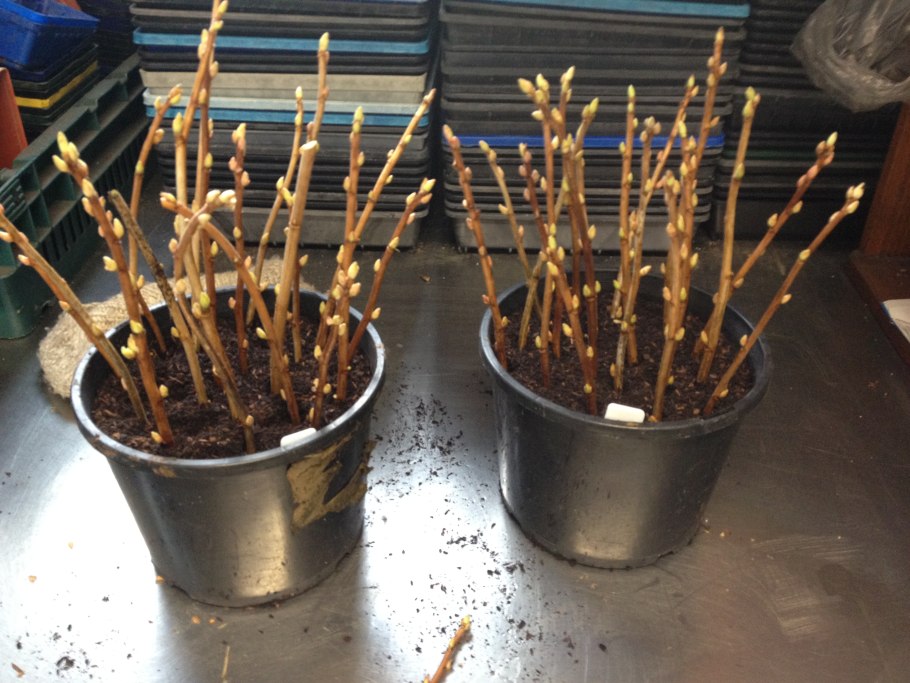 Черенкование черной смородины весной