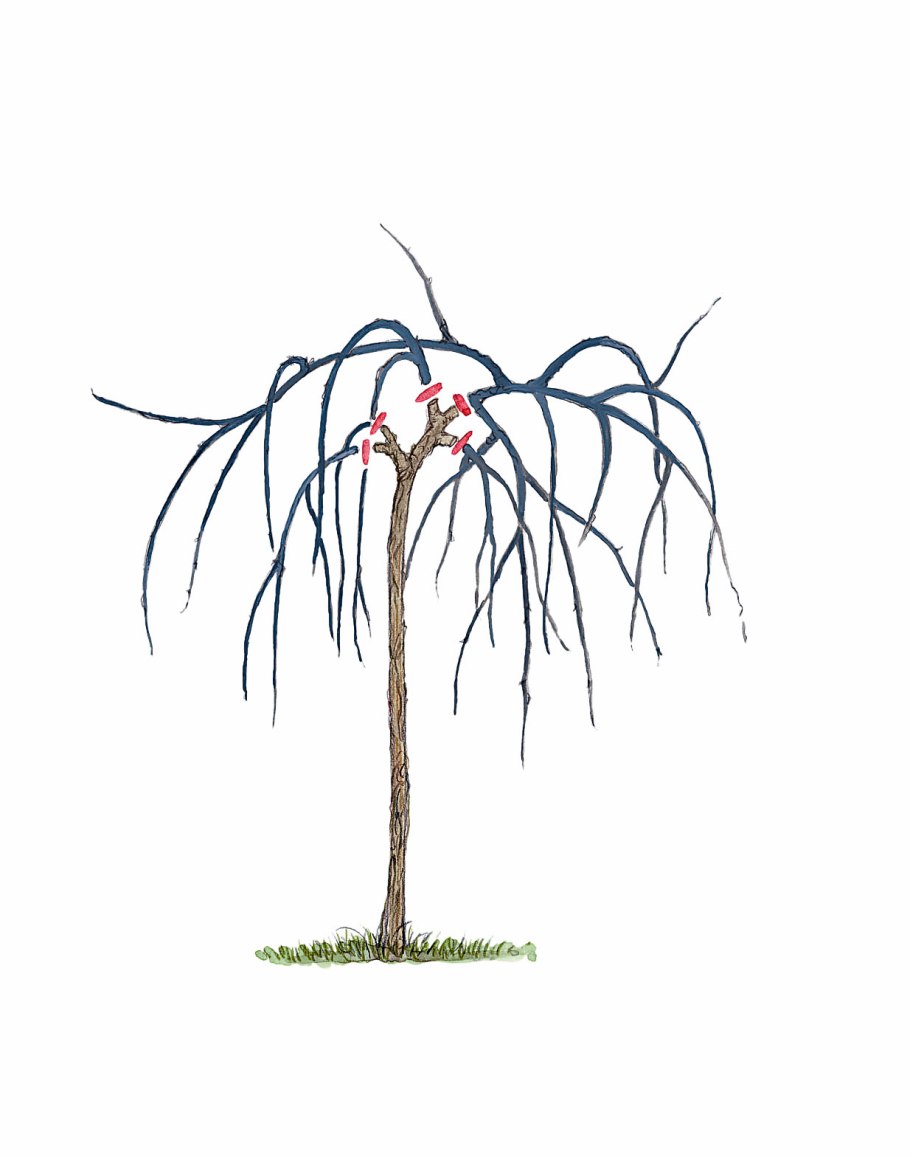 Корневая система облепихи глубина