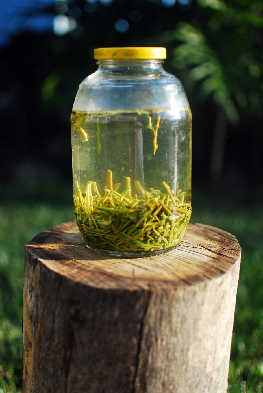 Формировка вербы