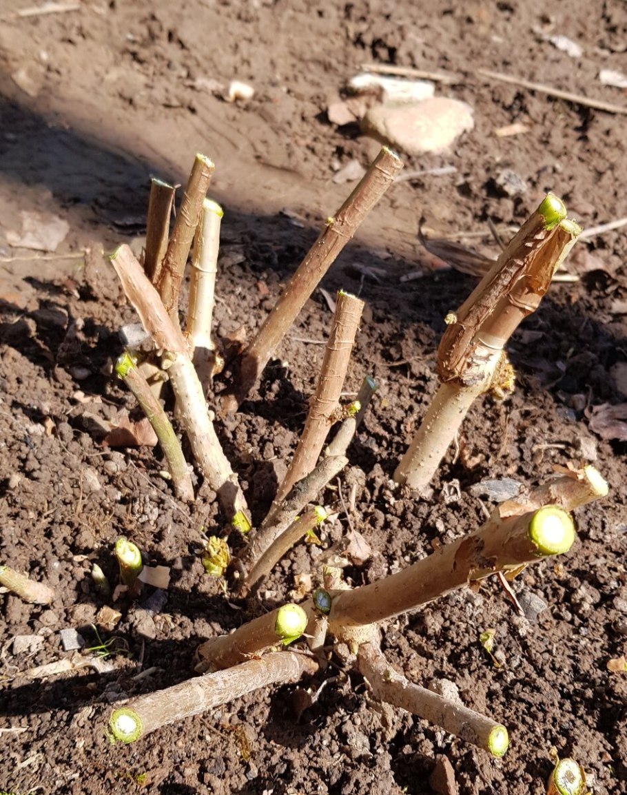 Черенки фикуса Бенджамина