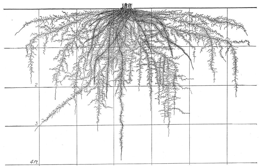 Подвой для штамбовой розы