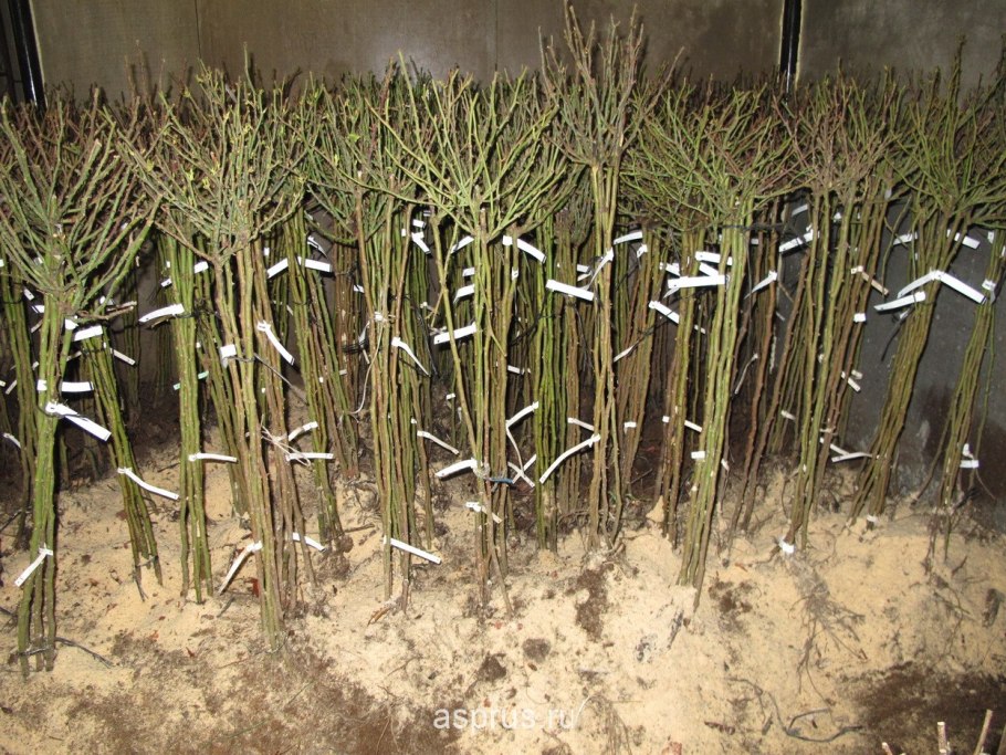 Размножение одревесневшими черенками