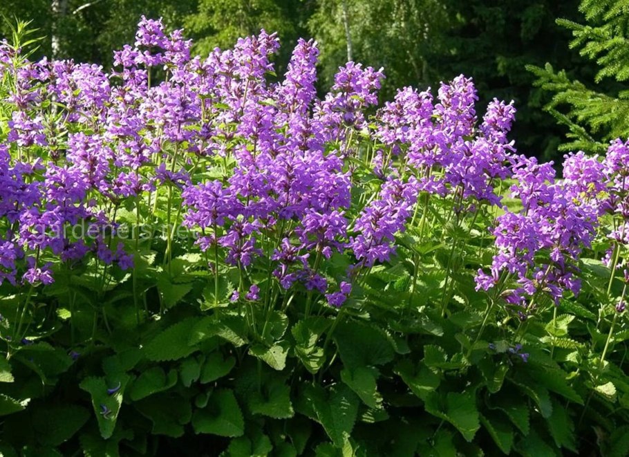 Растение буквица лекарственная