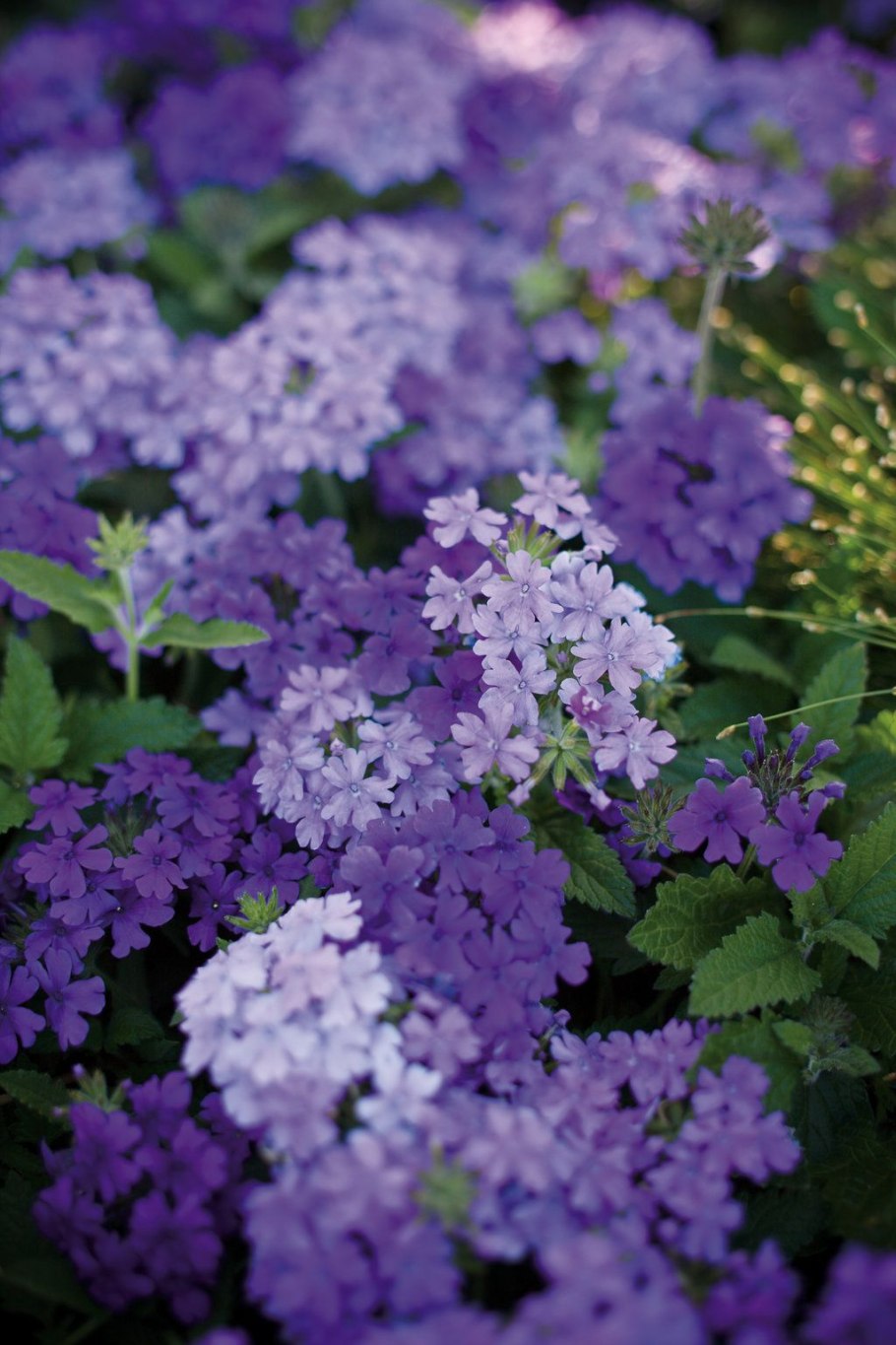 Многолетник с сиреневыми цветами