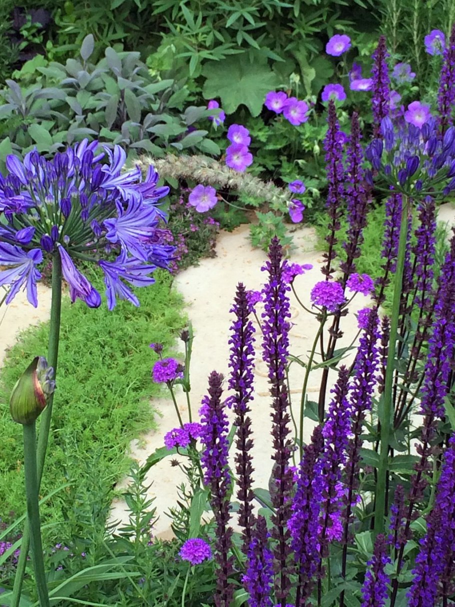 Сиреневые цветы садовые