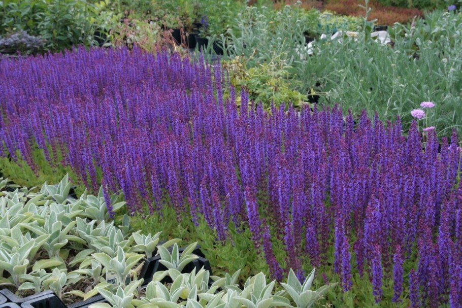 Лаванда Lavandula Helmsdale
