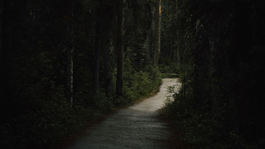 Лес в тумане панорама