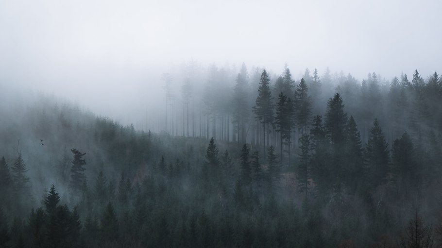 Мрачный еловый лес