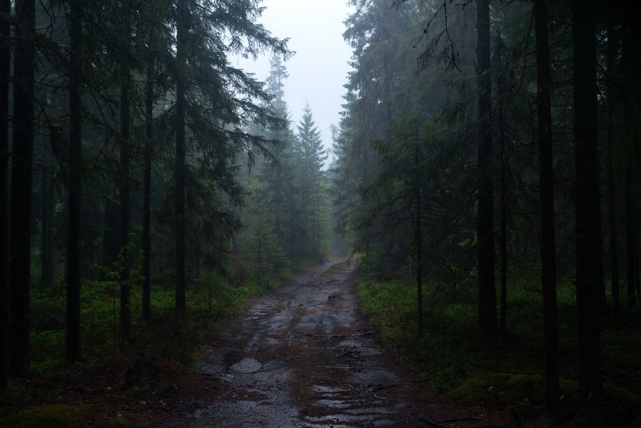 Ночной лес
