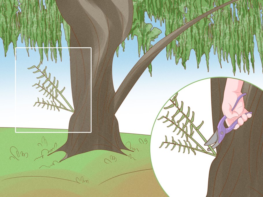 Mulberry root Mulberry root Bark