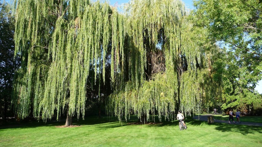 Корневая система вектор