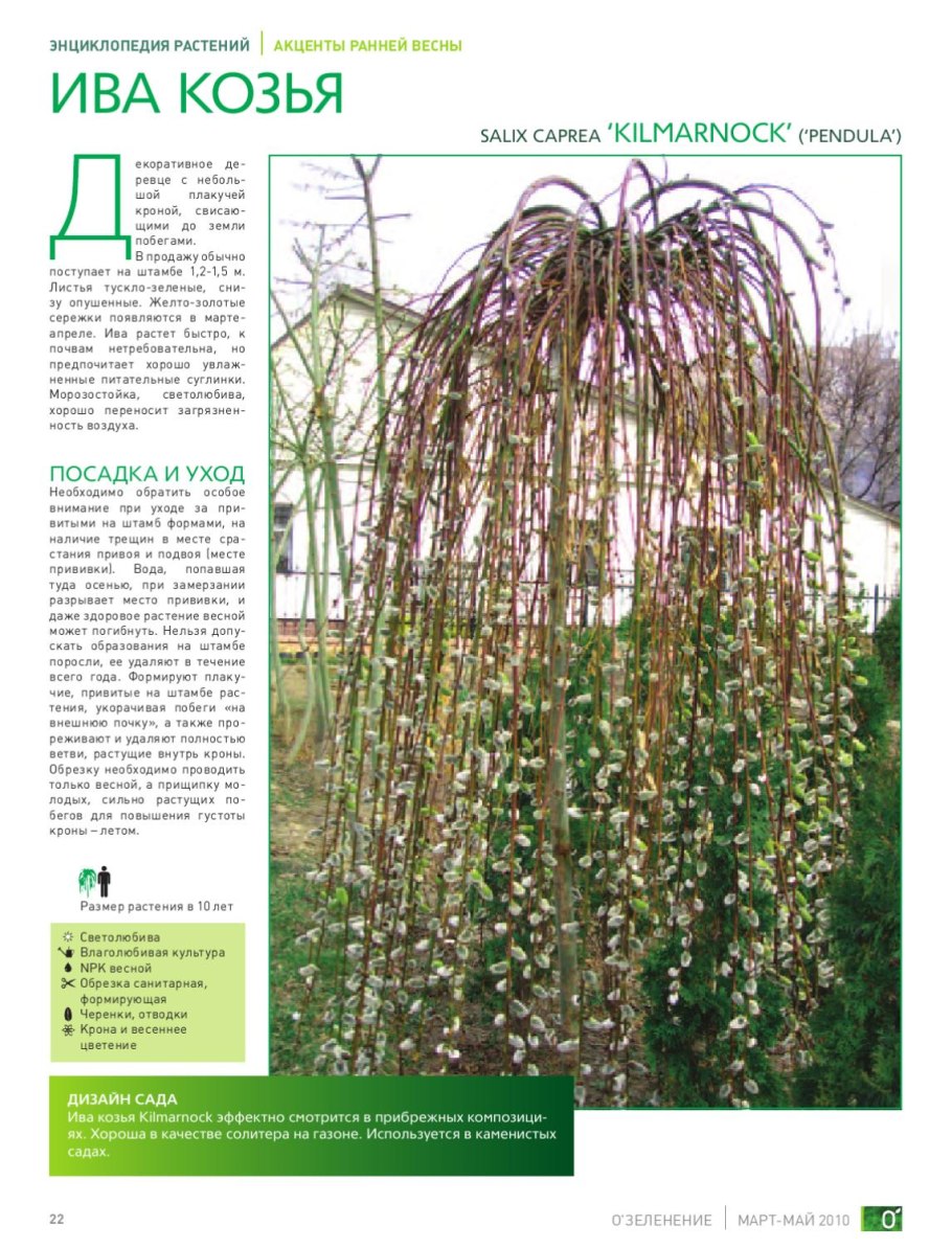 Корни ивы плакучей