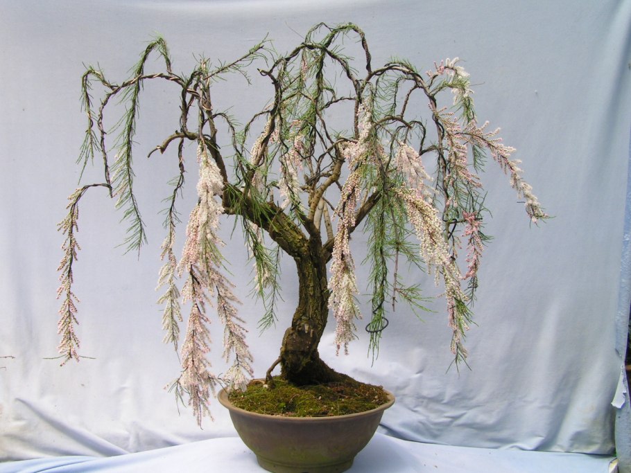 Ива Свердловская плакучая