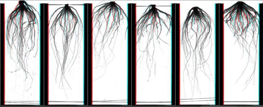 Корневая система березы глубина
