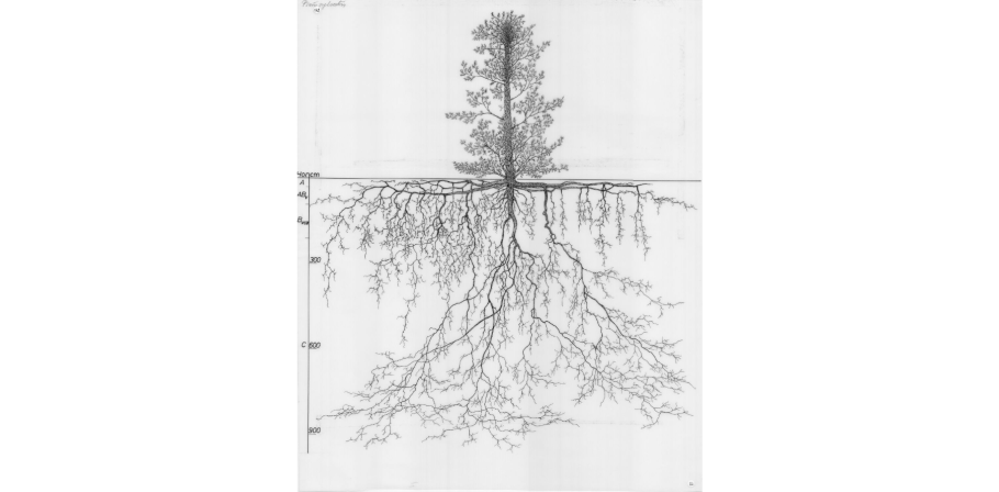 Корни сосны обыкновенной