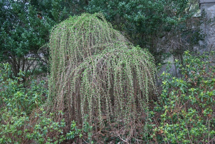 Ива белая способ размножения