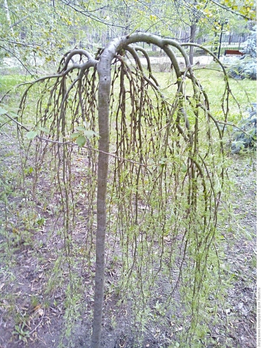 Ива пурпурная Пендула