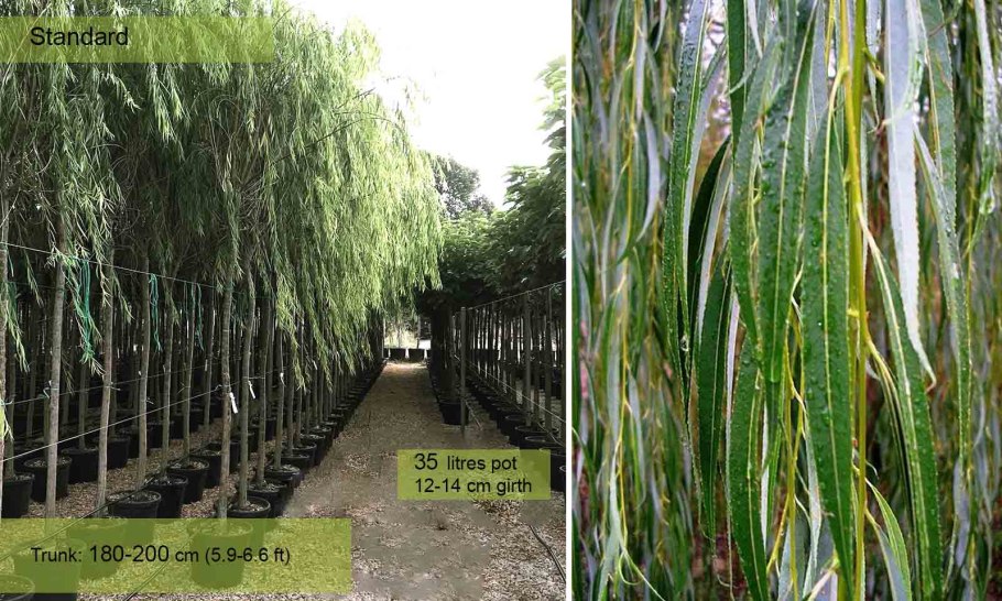 Плакучая Ива ботаника