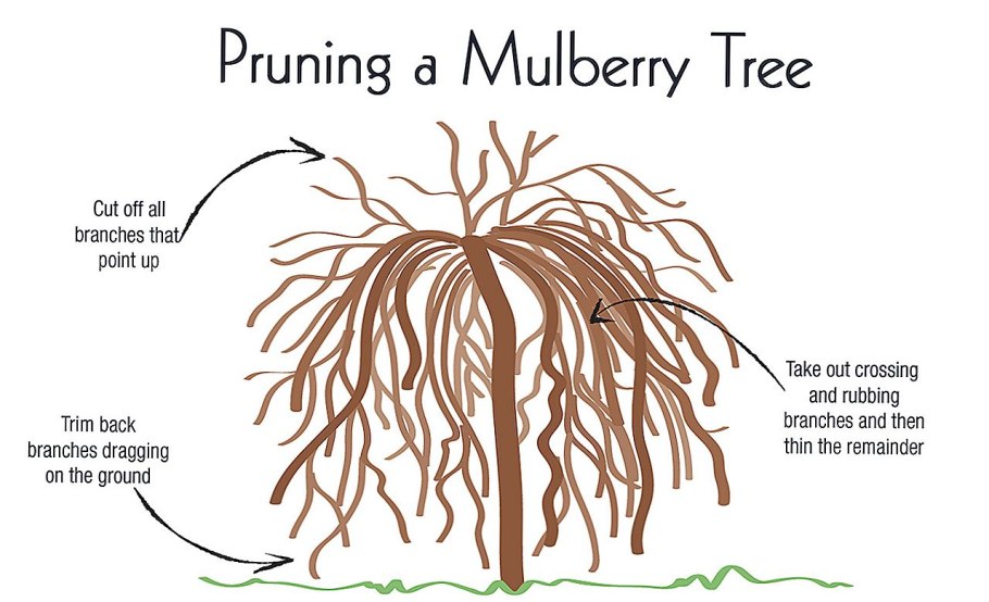Ива Вавилонская плакучая