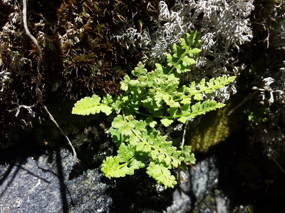 Woodsia Alpina