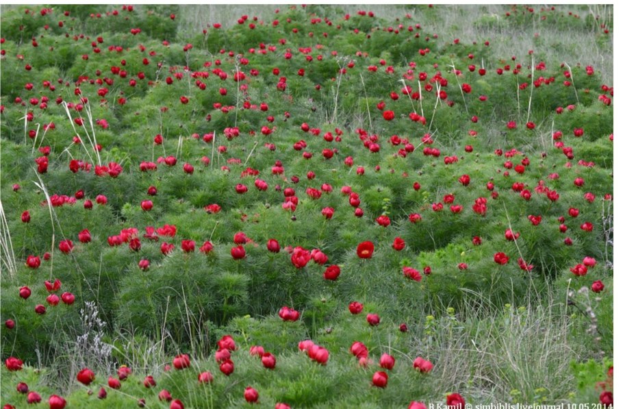 Пион тонколистный в степи