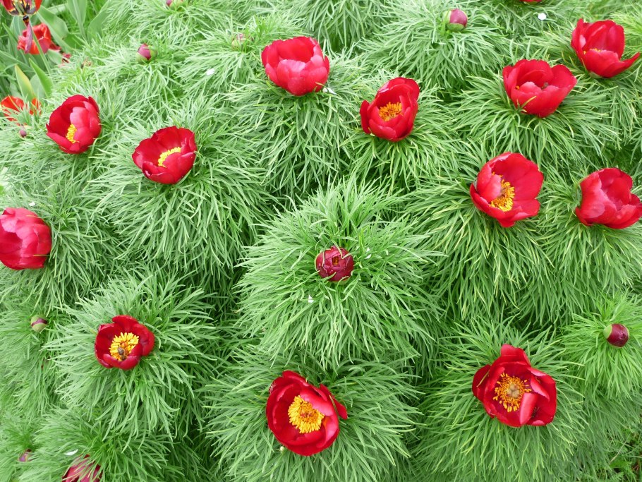 Воронки цветы Воронежская