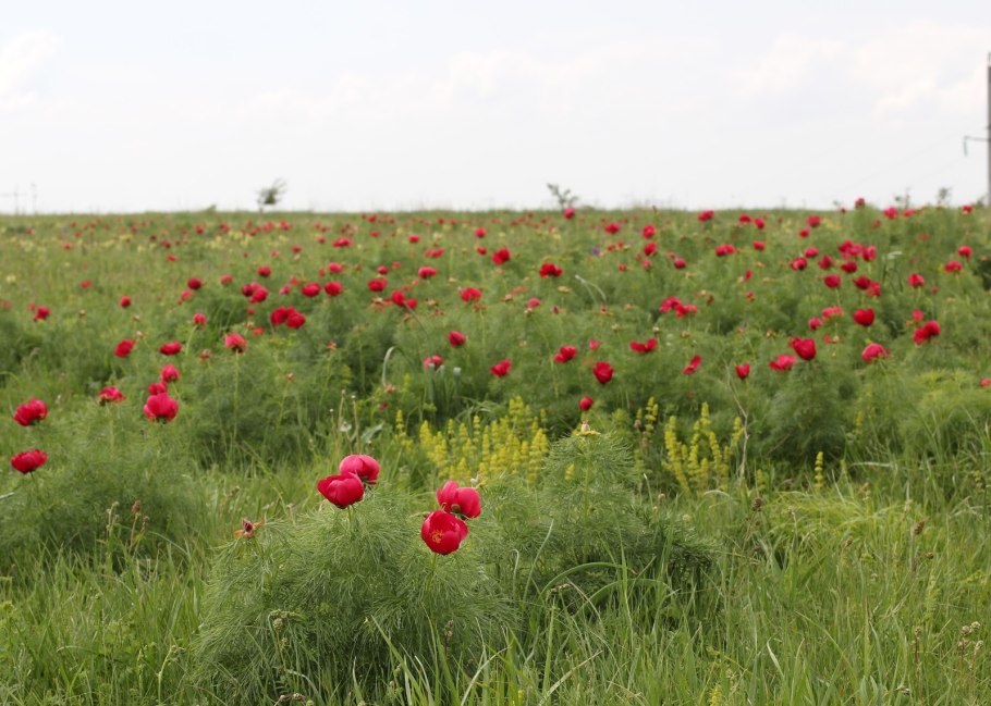 Пион тонколистный Воронец