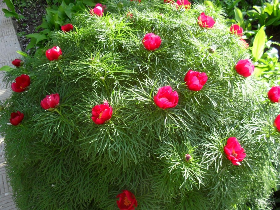 Пион тонколистный