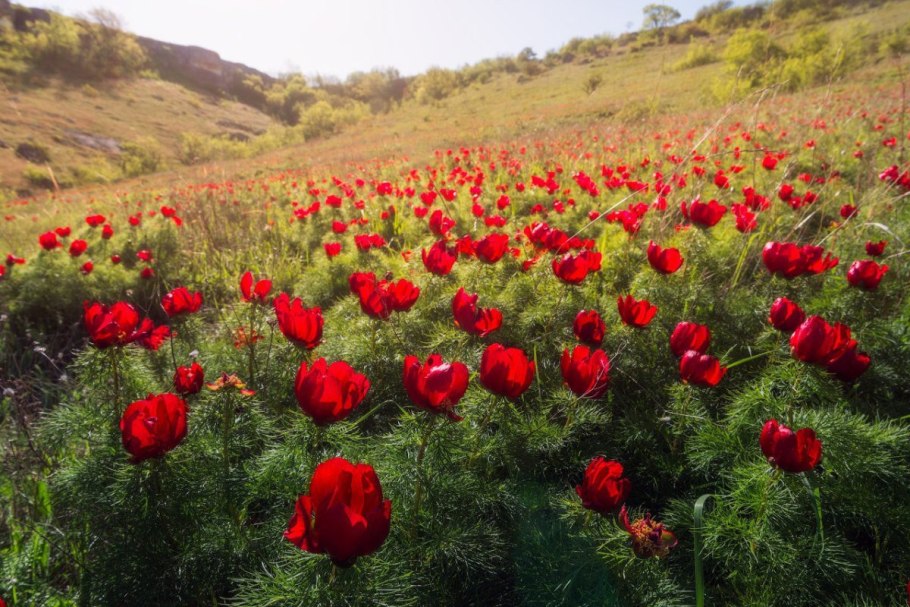 Пион тонколистный Воронец